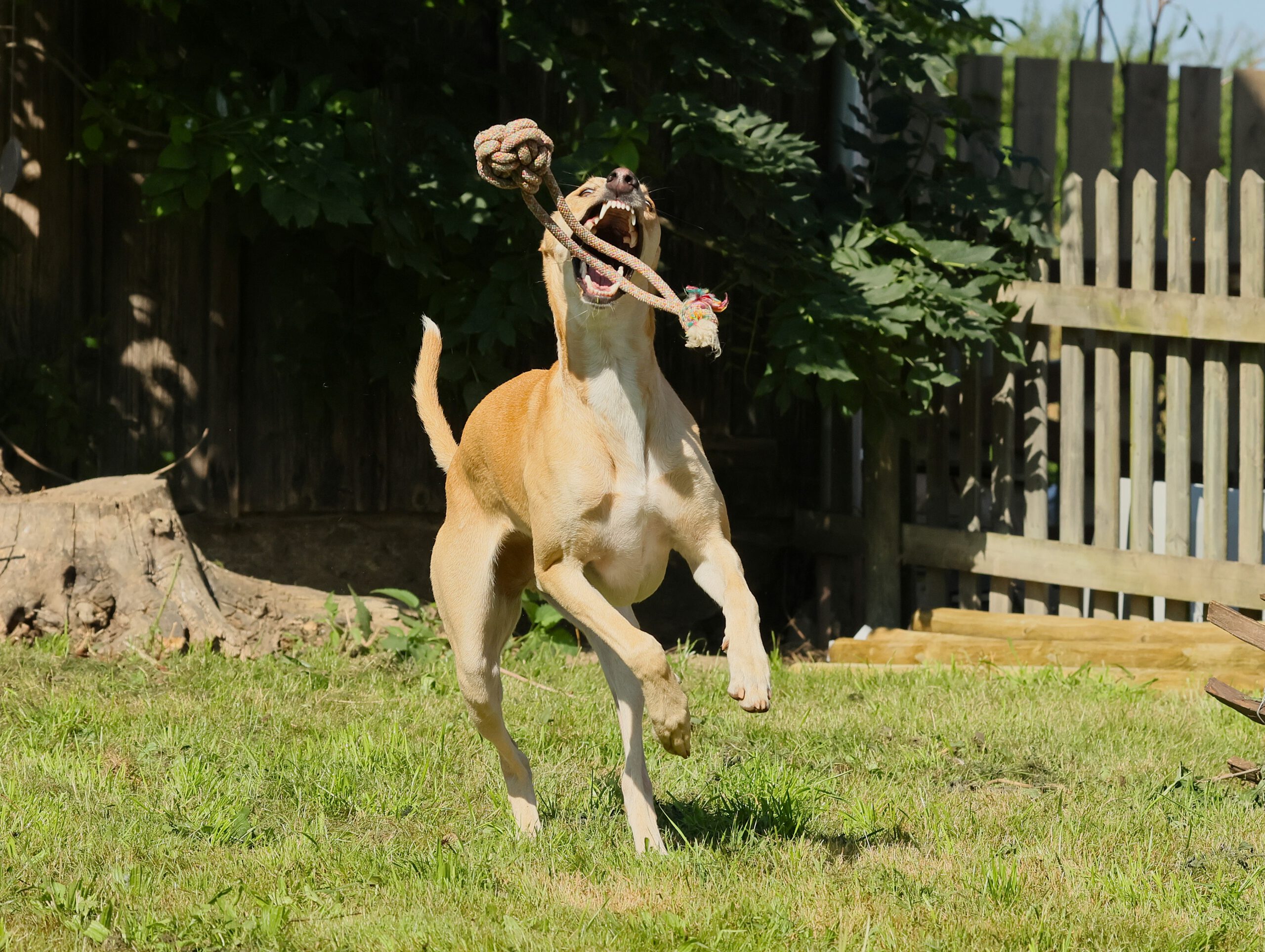 Hibbelhunde Walk